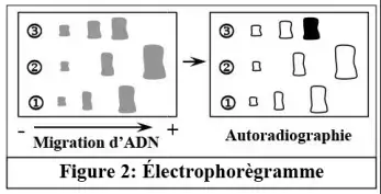 Le génie génétique: Principes et techniques